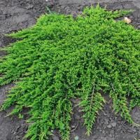 Можжевельник обыкновенный Грин Карпет (Juniperus communis Green Carpet), Н20-30; С3